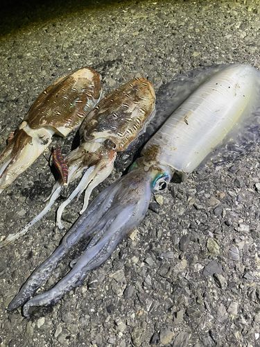 アオリイカの釣果