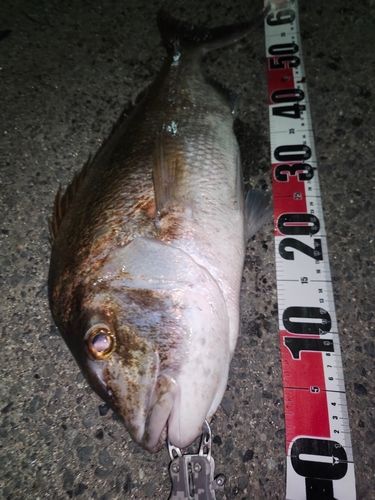 マダイの釣果