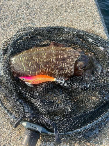 モンゴウイカの釣果