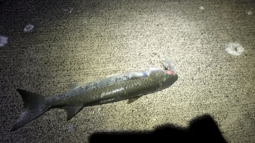 ボラの釣果