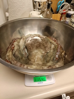 タコの釣果