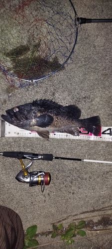 クロソイの釣果