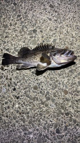 ソイの釣果
