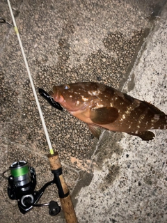 キジハタの釣果
