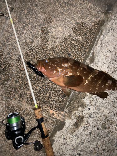 キジハタの釣果