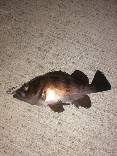 メバルの釣果