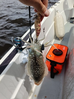 シリヤケイカの釣果