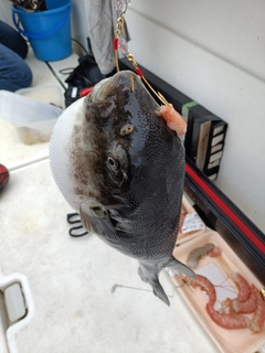トラフグの釣果