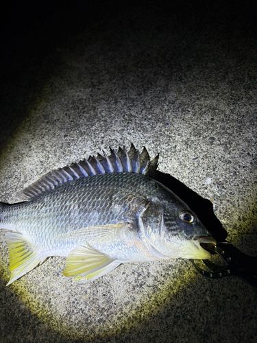 キビレの釣果