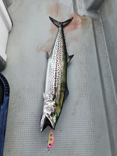 サワラの釣果