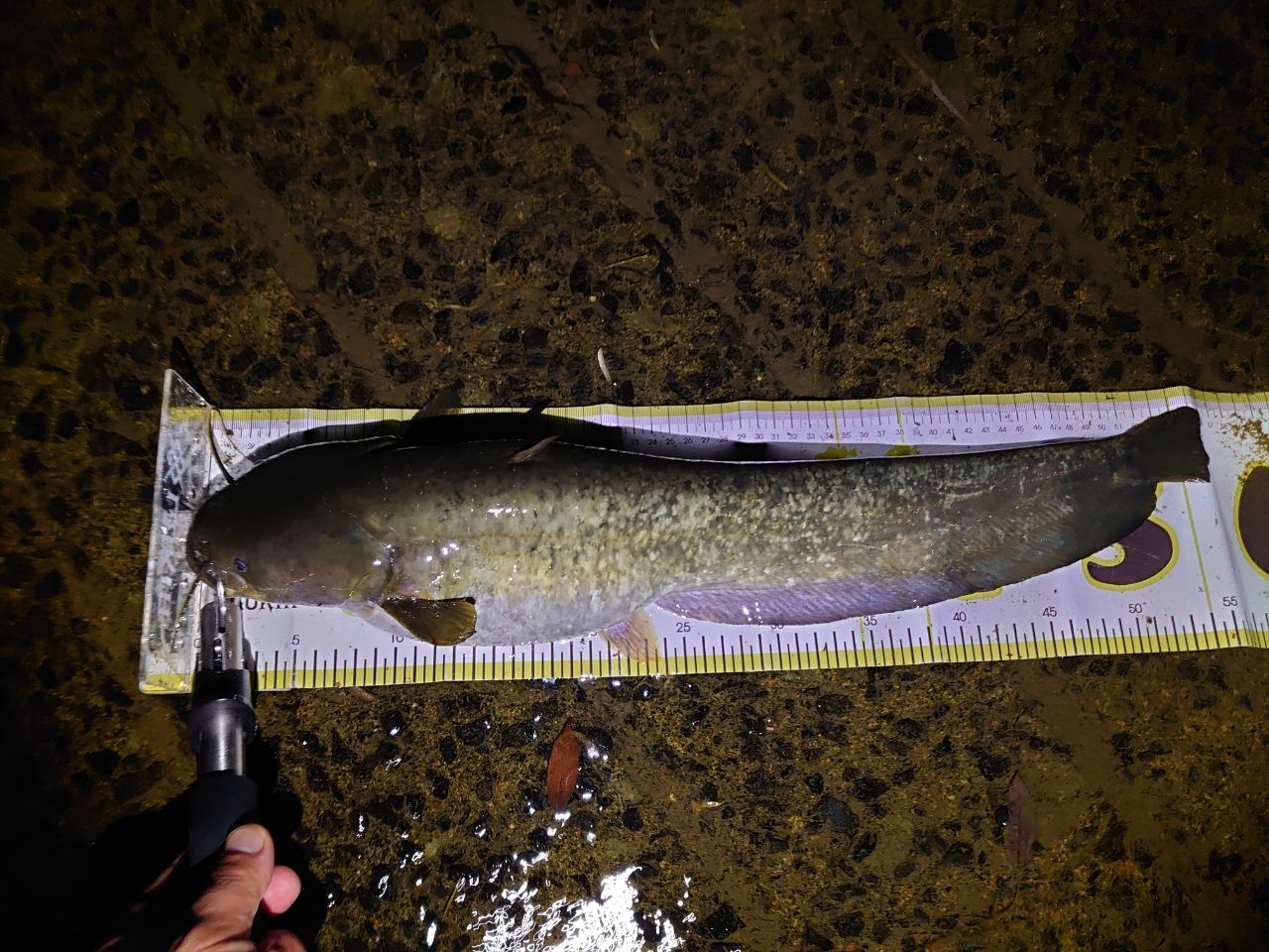 DAIWA 20リベリオン（センターカット2ピース スピニングモデル