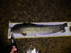 ナマズの釣果