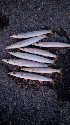 カマスの釣果