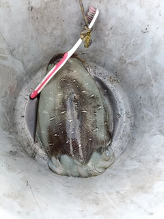 モンゴウイカの釣果