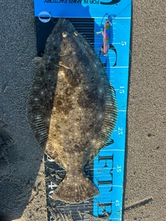 ヒラメの釣果