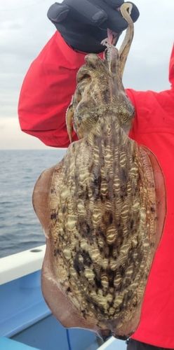 モンゴウイカの釣果