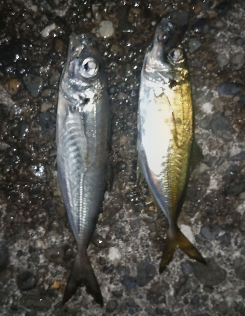 SHIMANO 19ソアレ BB アジング S610L-Sの最安値・インプレ・釣果