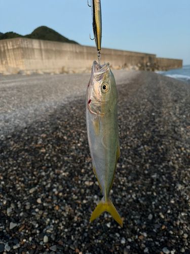 コズクラの釣果