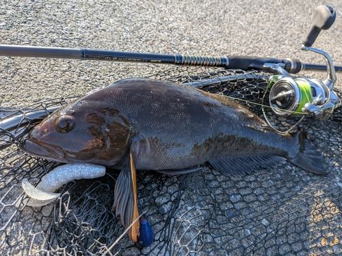 アイナメの釣果