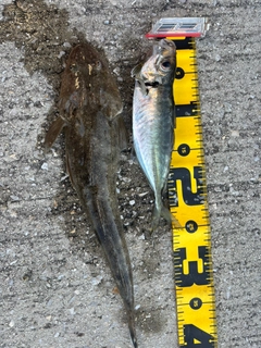 マアジの釣果
