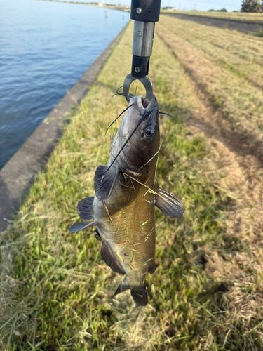 アメリカナマズの釣果