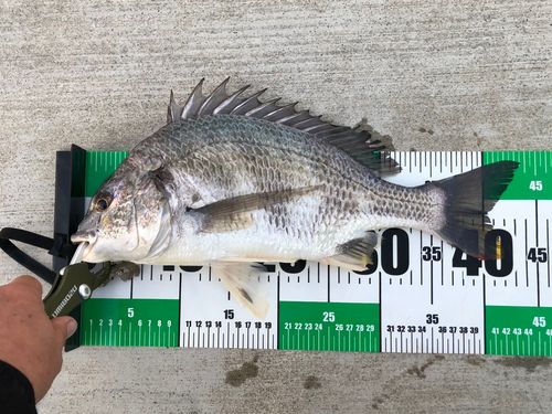 キビレの釣果