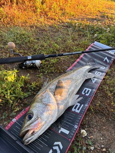 シーバスの釣果