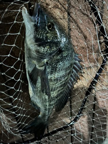 クロダイの釣果