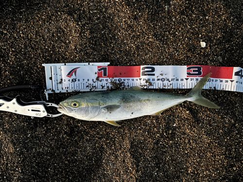 ワカシの釣果