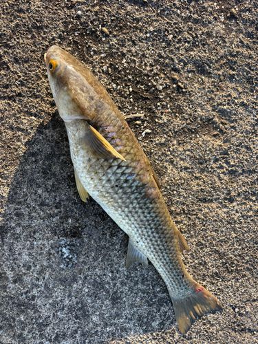 メナダの釣果