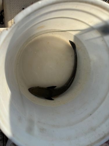 コバンザメの釣果