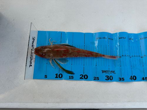 ホウボウの釣果