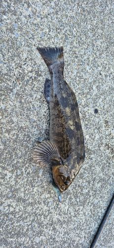 アイナメの釣果