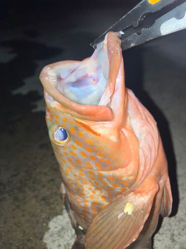 キジハタの釣果