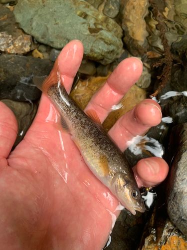 タカハヤの釣果