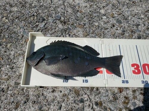 メジナの釣果
