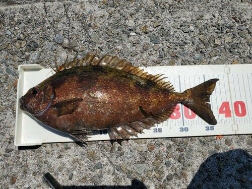 アイゴの釣果