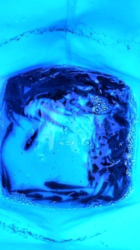マハゼの釣果