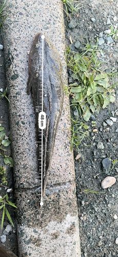 マゴチの釣果