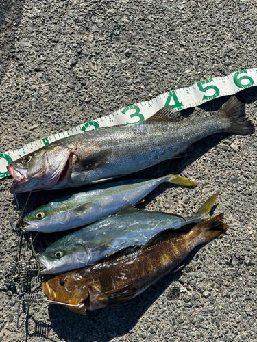 シーバスの釣果