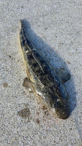 マゴチの釣果