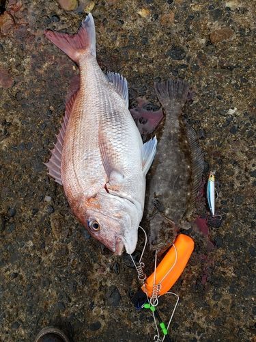 マダイの釣果