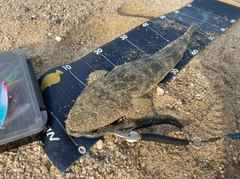 マゴチの釣果