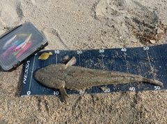 マゴチの釣果