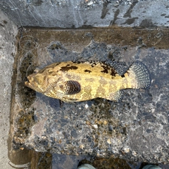 アカマダラハタの釣果