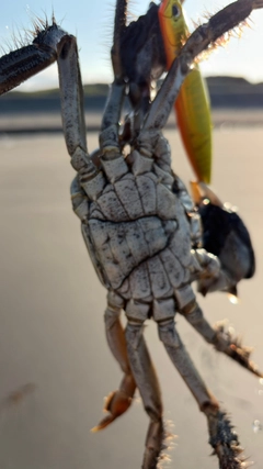 モクズガニの釣果