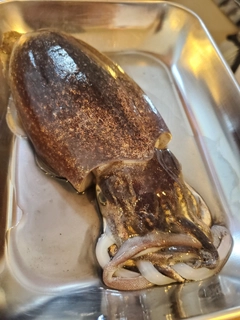 シリヤケイカの釣果
