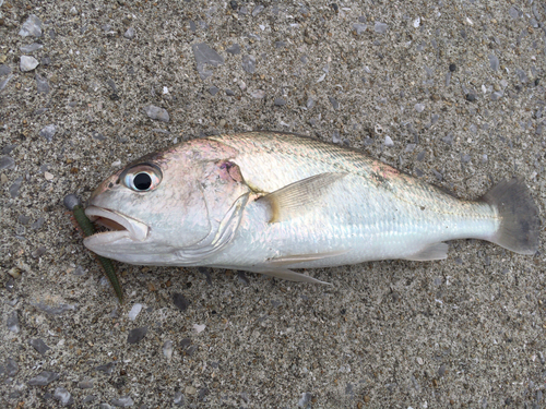 シログチの釣果