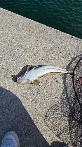 マゴチの釣果