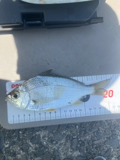 クロサギの釣果